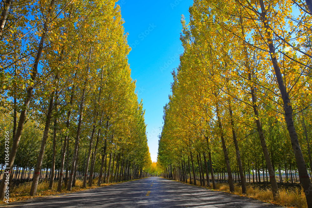 Naklejka premium Asphalt road through colorful deciduous forest in the autumn