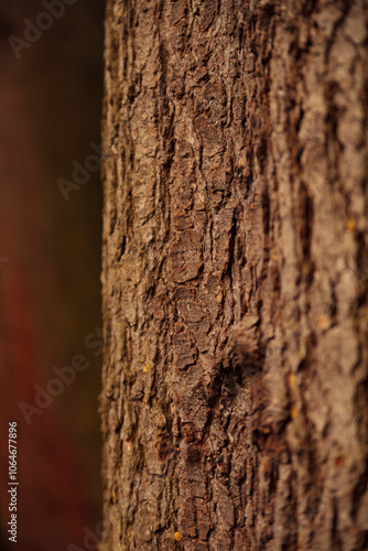 Close up of Douglas Fir tree bark