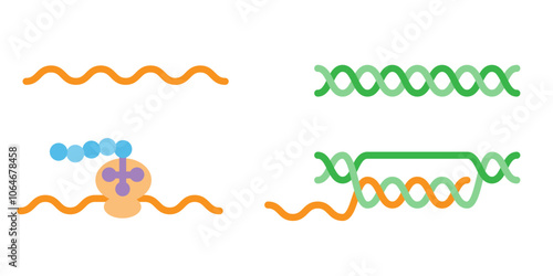 DNAとRNAとtRNA