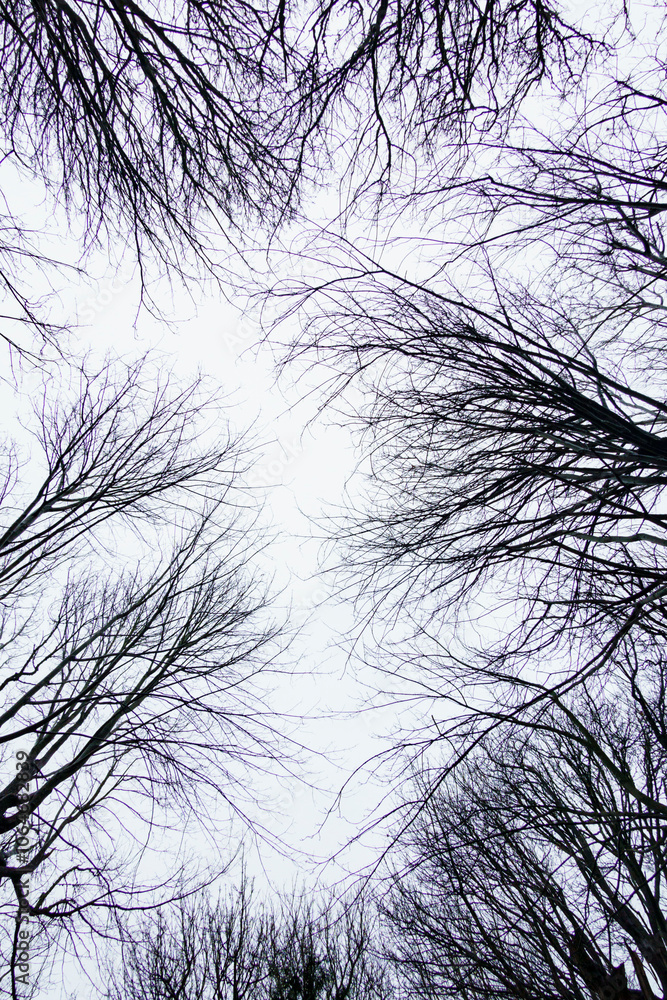 Looking up at leafless trees in winter Looking up at leafless trees in winter