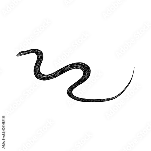 Flying Snake hand drawing vector isolated on background.