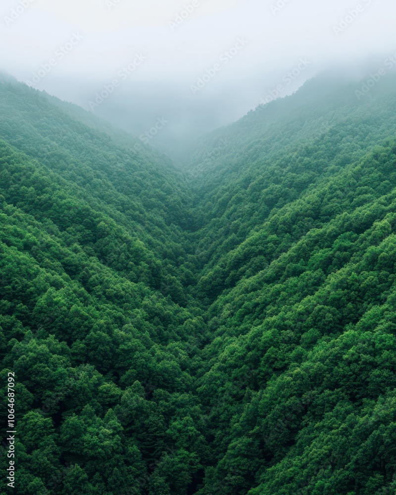 Vast forest beneath a tranquil sky, captivating in its stillness and vibrant richness. Vast forest beneath a tranquil sky, captivating in its stillness and vibrant richness.
