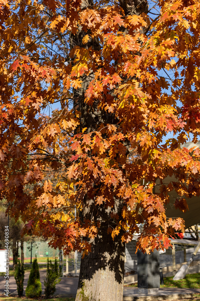 Naklejka premium impression of leaves and autumn colors