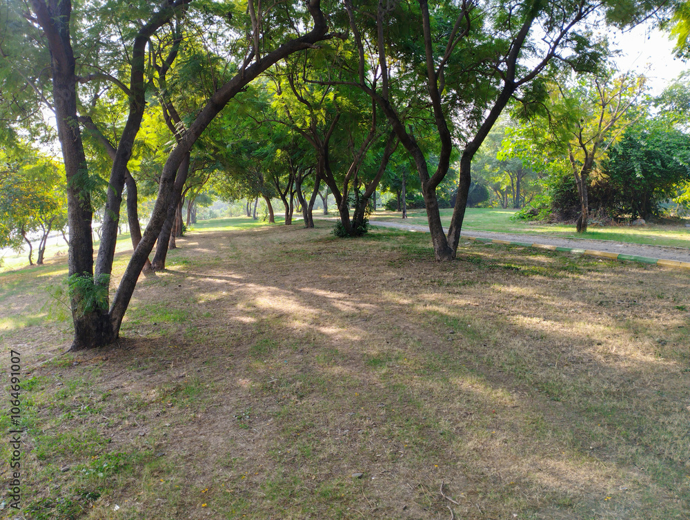 Beautiful Out Door Park View in The Morning Sun Light, Natural Beauty, Big Tree Plant and Track Between Park Beautiful Out Door Park View in The Morning Sun Light, Natural Beauty, Big Tree Plant and Track Between Park