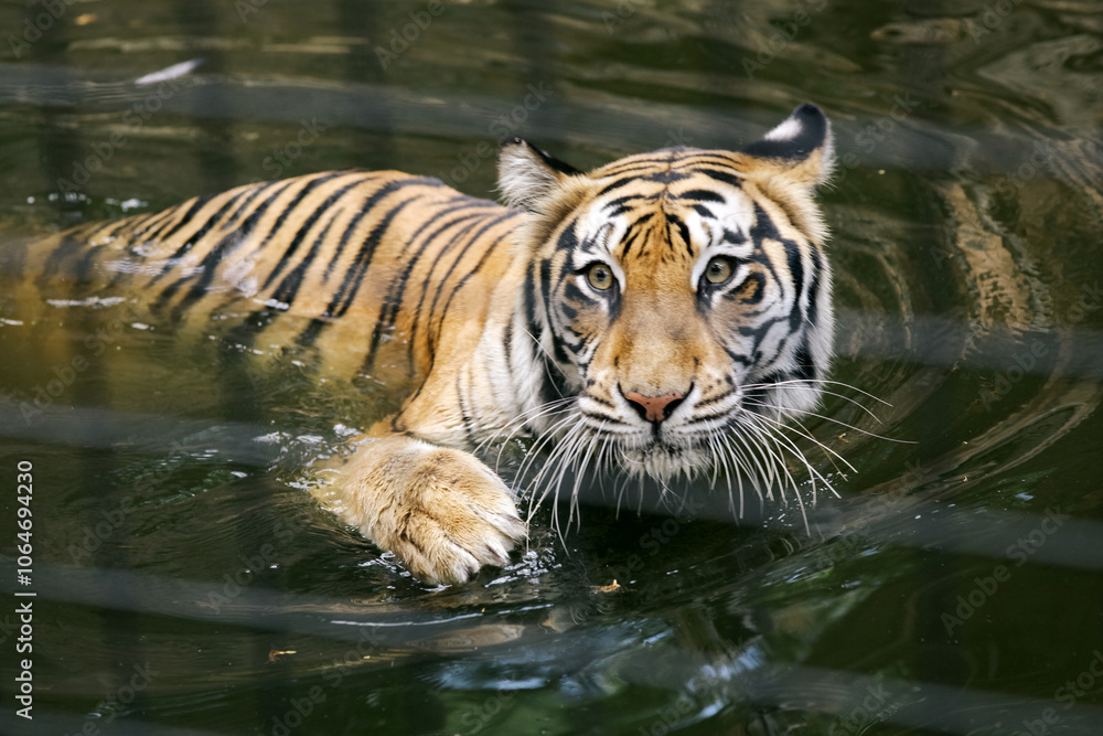 Obraz premium Portrait of Tiger Swimming in Water at the Zoo