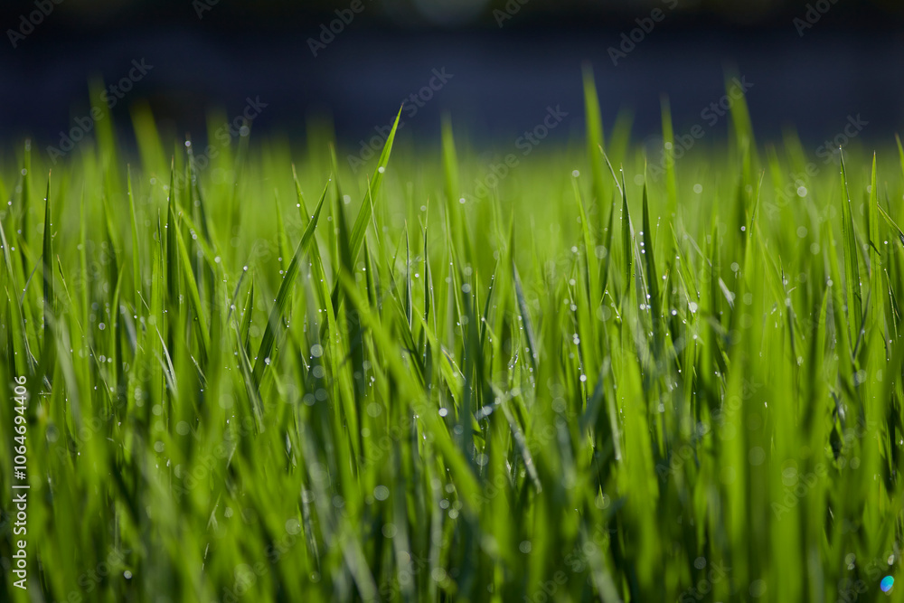 Fototapeta premium 朝露の水田