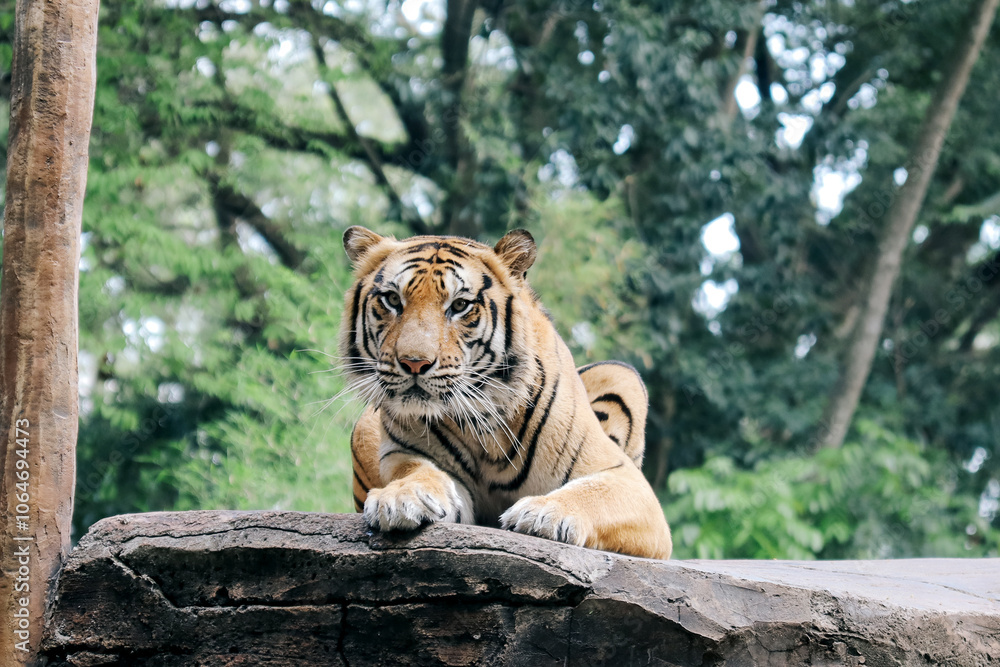 Obraz premium Low Angle of Tiger Sitting on Ground While Sticky Out Tongue Against Nature Background