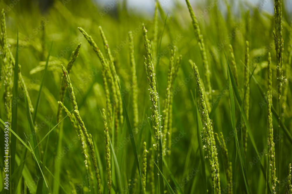 Obraz premium 山田錦の花