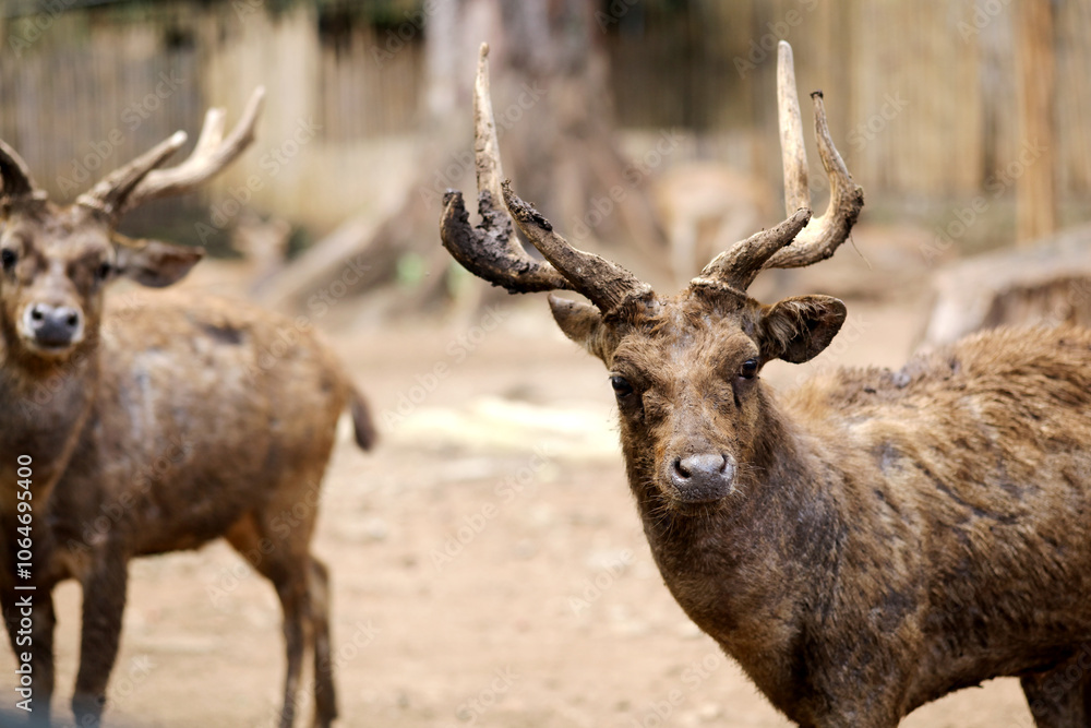 Two Javan Deers Looking at Camera Against Nature Background Two Javan Deers Looking at Camera Against Nature Background