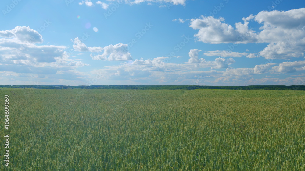 Fototapeta premium Beautiful blue sky in countryside over a field of wheat. Nature background health concept. Wide shot.
