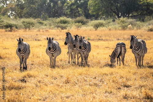 Wallpaper Mural herd of zebras in the African savanna at sunset botswana Torontodigital.ca