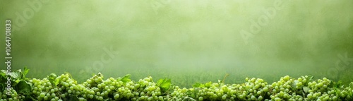 Abundant green grapes on a matching green backdrop, visual feast of freshness and natural beauty photo