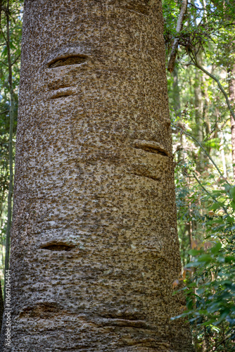 Bunya pine tree trunk, Araucaria bidwilii, native Australian evergreen conifer photo