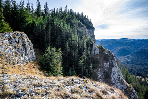 Fir trees growing on rocky cliff in apuseni mountains, romania photo