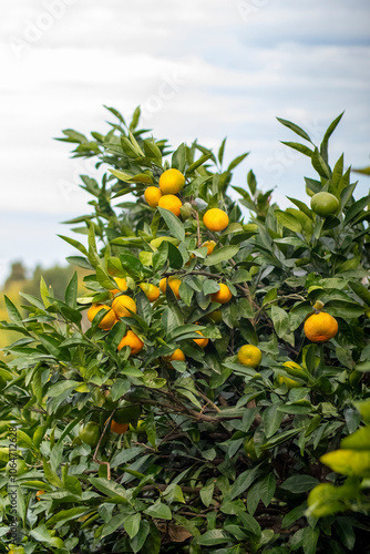 There are many ripe and juicy oranges growing on the tree outside