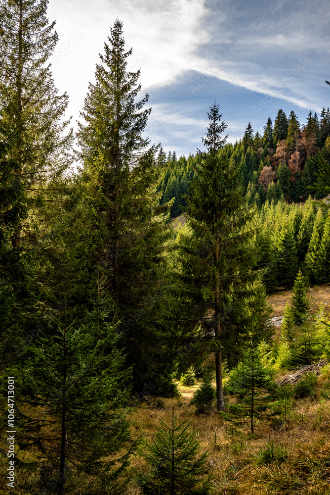 Evergreen forest growing on mountainside in apuseni mountains, romania Evergreen forest growing on mountainside in apuseni mountains, romania