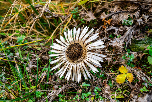 Delicate white carlina acaulis flower blooming in apuseni mountains photo