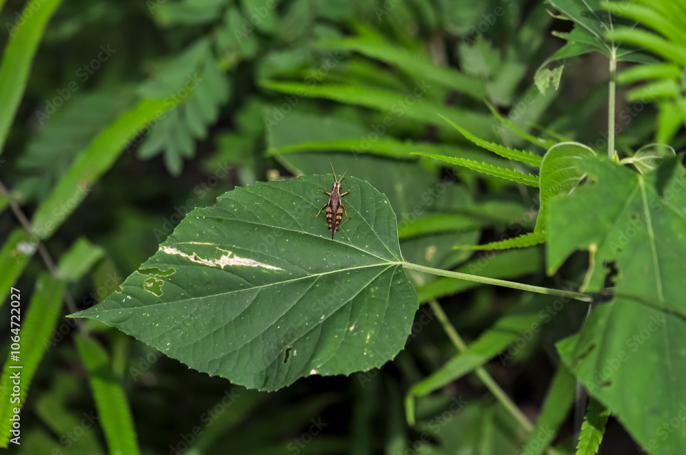 A grasshopper sits on a green leaf A grasshopper sits on a green leaf