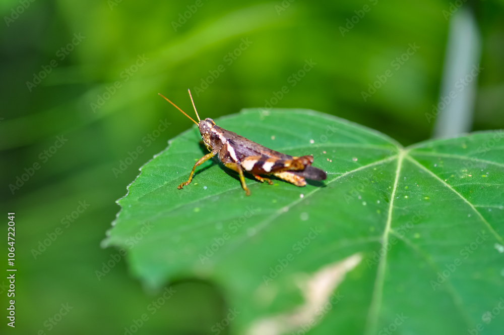 A grasshopper sits on a green leaf A grasshopper sits on a green leaf