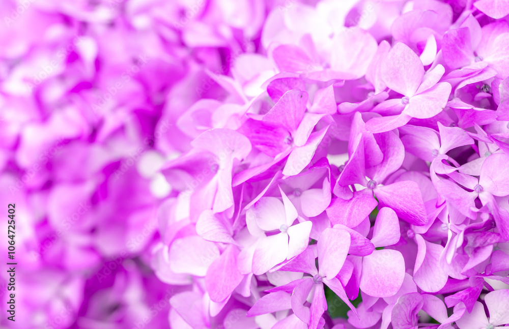 Lilac flowers close up. Bouquet of purple flowers. City flower beds, a beautiful and well-groomed garden with flowering bushes. Lilac flowers close up. Bouquet of purple flowers. City flower beds, a beautiful and well-groomed garden with flowering bushes.
