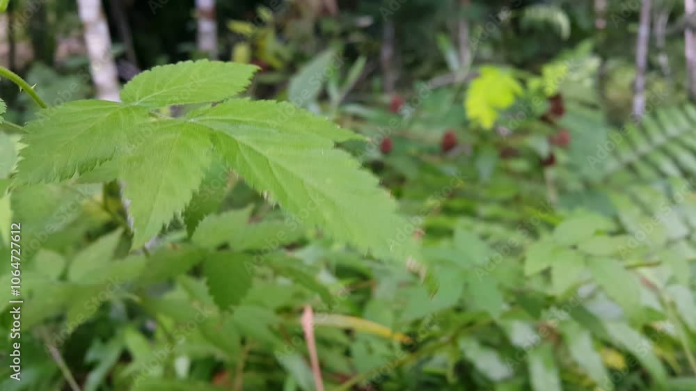 Green leafy plants. 4K recording in the jungle. Green leafy plants. 4K recording in the jungle.