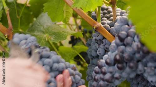 Harvesting purple grapes cut off