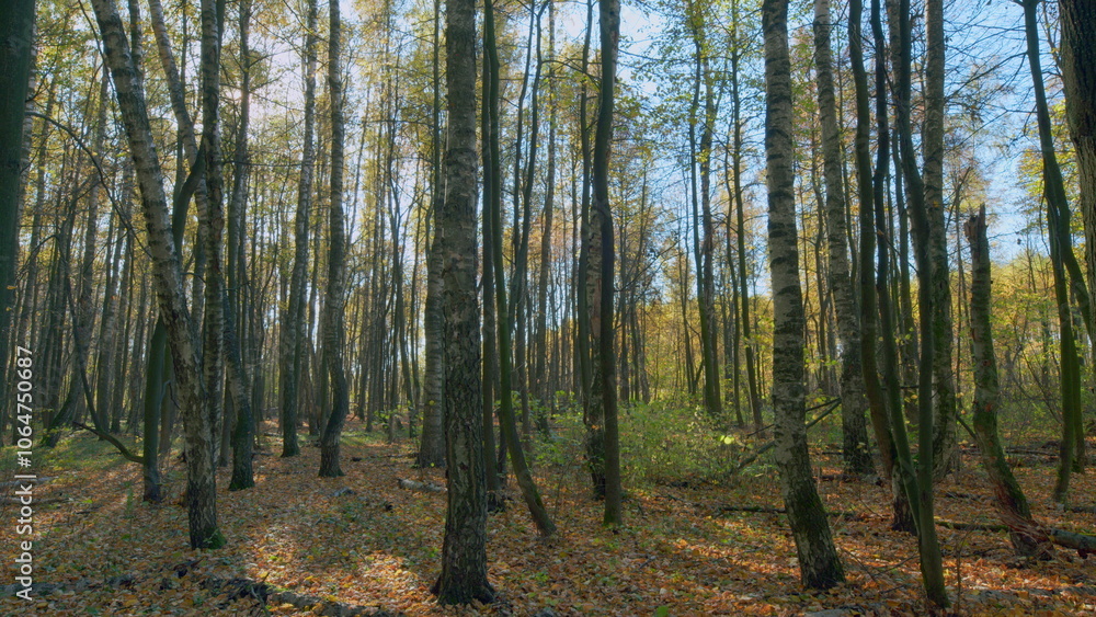 Fototapeta premium Landscape of autumn forest, flare from sunlight. Bright foliage in sunny autumn park. Timelapse.
