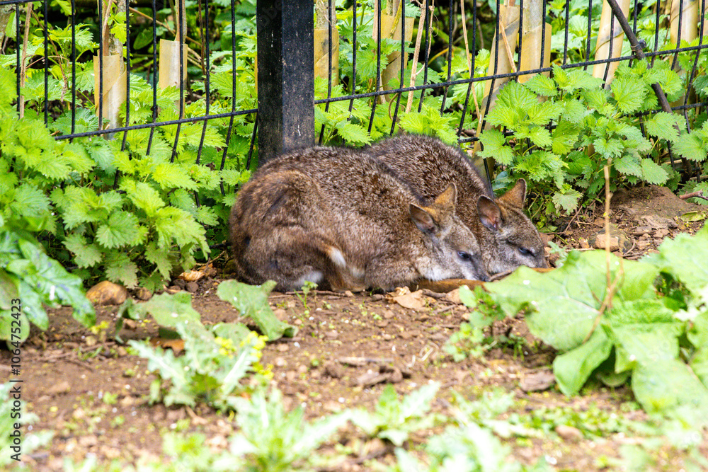 A Very Cute And Timid Animal In A Zoo Enclosure, This Being A Wallaby A Very Cute And Timid Animal In A Zoo Enclosure, This Being A Wallaby