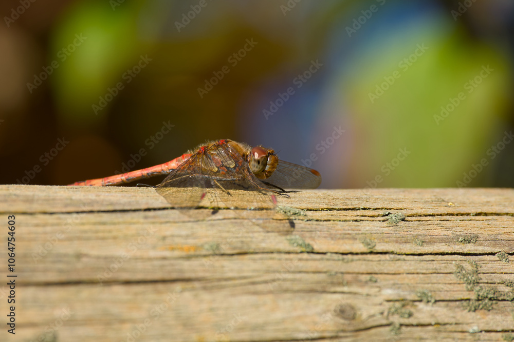 dragonfly sitting on the wooden log close-up dragonfly sitting on the wooden log close-up