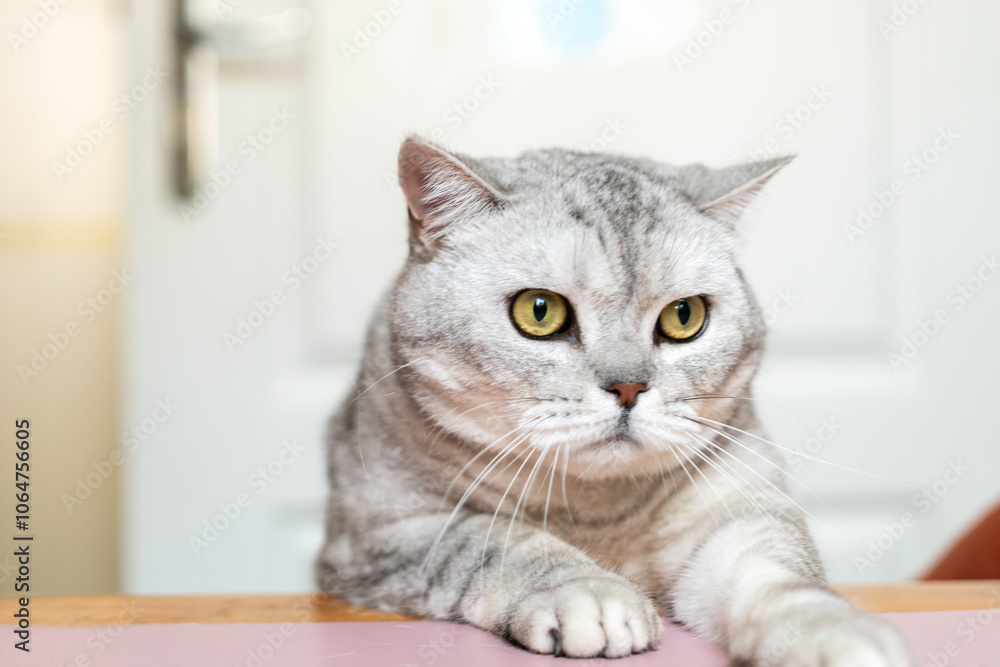 Cat, Grey, Portrait: Close-up of a grey tabby cat with yellow eyes looking at the camera.