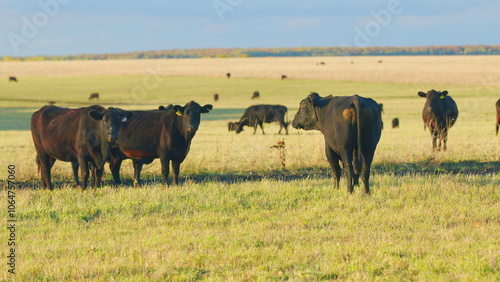 Herd or black angus cows. Cows graze in meadow. Animal grazing in pasture. Static view.