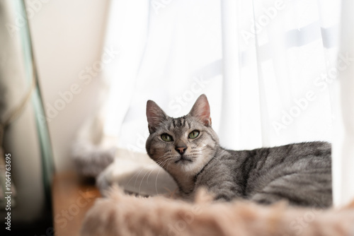 Wallpaper Mural 窓辺でくつろぐ可愛い猫　サバトラ猫 Torontodigital.ca