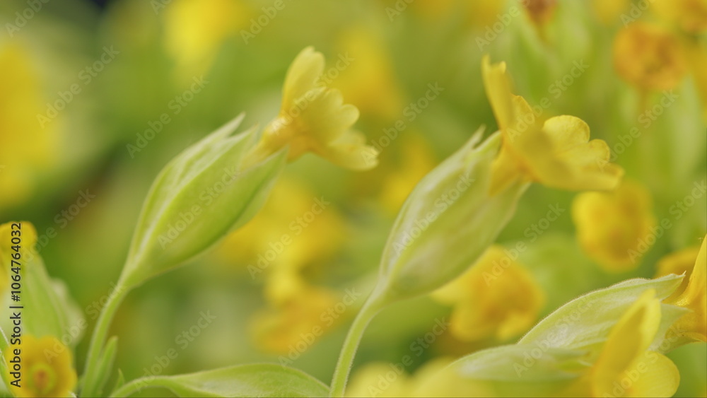 Obraz premium Spring Primrose Herb Flowers Primula Veris Blooming In Green Meadow. Cowslip Spring Bloom. Herbaceous Herba. Windy Day On A Late Spring Meadow.