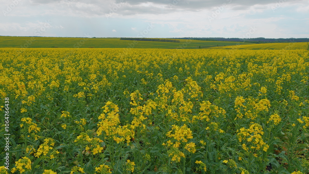 Obraz premium Concept Of Agriculture. Yellow Background Field With Rapeseed. Flowering Rapeseed. Beautiful Yellow Flowers. Agriculture Theme.