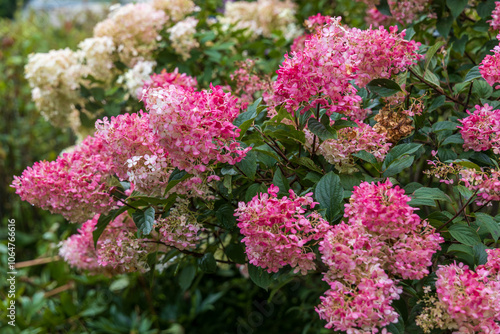 Hydrangea paniculata Vanille Fraise on a stem