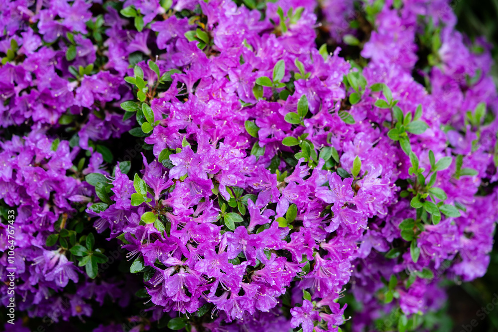 Blühender Rhododendron im heimischen Garten Blühender Rhododendron im heimischen Garten