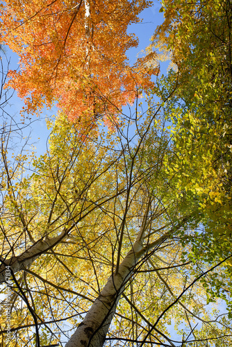 A tree with green leaves is in the foreground of a blue sky