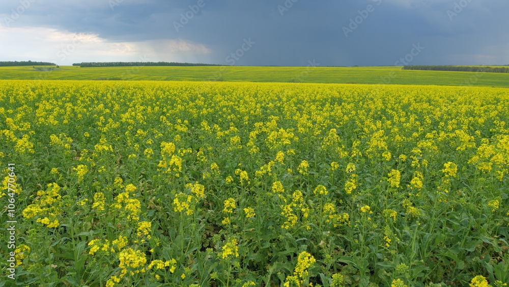 Obraz premium Rapeseed Field With Yellow Flowers. Rapeseed Is Used To Produce Colza Oil. Flowering Blooming Oilseed Field. Blooming Canola Flowers.