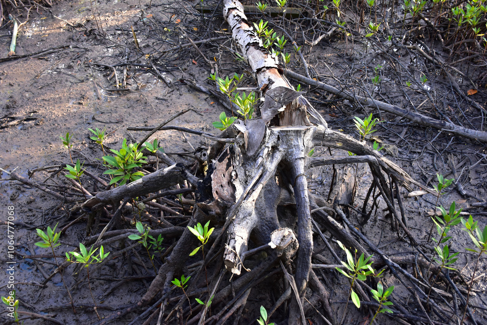 Fototapeta premium mangrove forest
