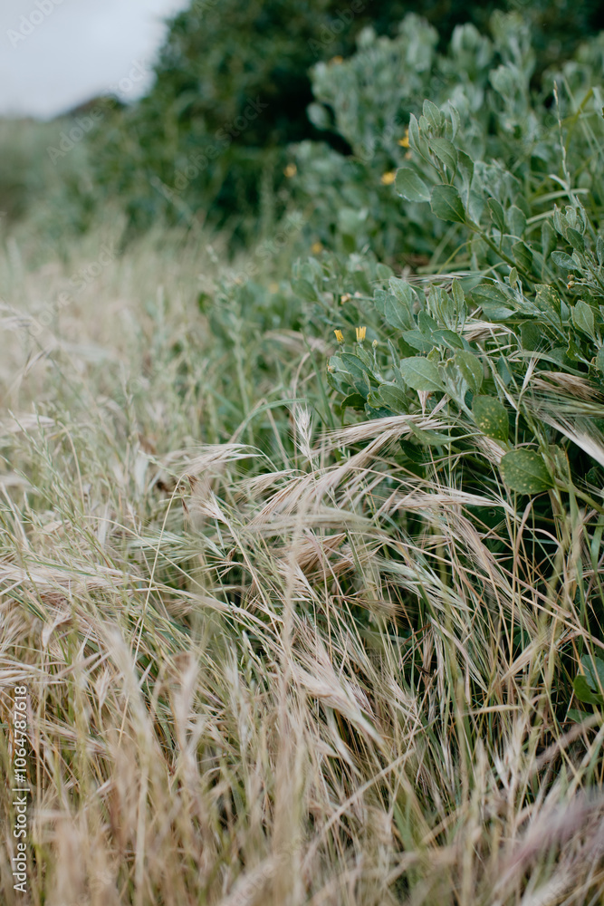 Beautiful field with dry grass and green bushes in delicate beige and golden hues, green, autumn spring landscape, wallpaper, background Beautiful field with dry grass and green bushes in delicate beige and golden hues, green, autumn spring landscape, wallpaper, background