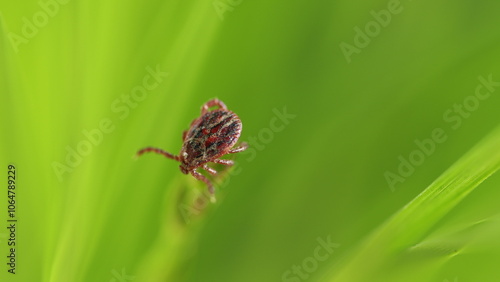 Infectious Parasitic Insect Ixodid Tick Or Mite Crawls On Green Background. Dangerous Biting Insect Mite, Parasite. photo