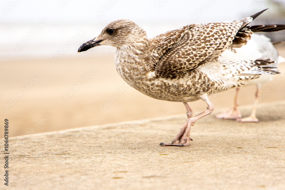 The Seagull Is A Large Bird Often Seen At The Seaside Trying To Steal Food Etc From People The Seagull Is A Large Bird Often Seen At The Seaside Trying To Steal Food Etc From People