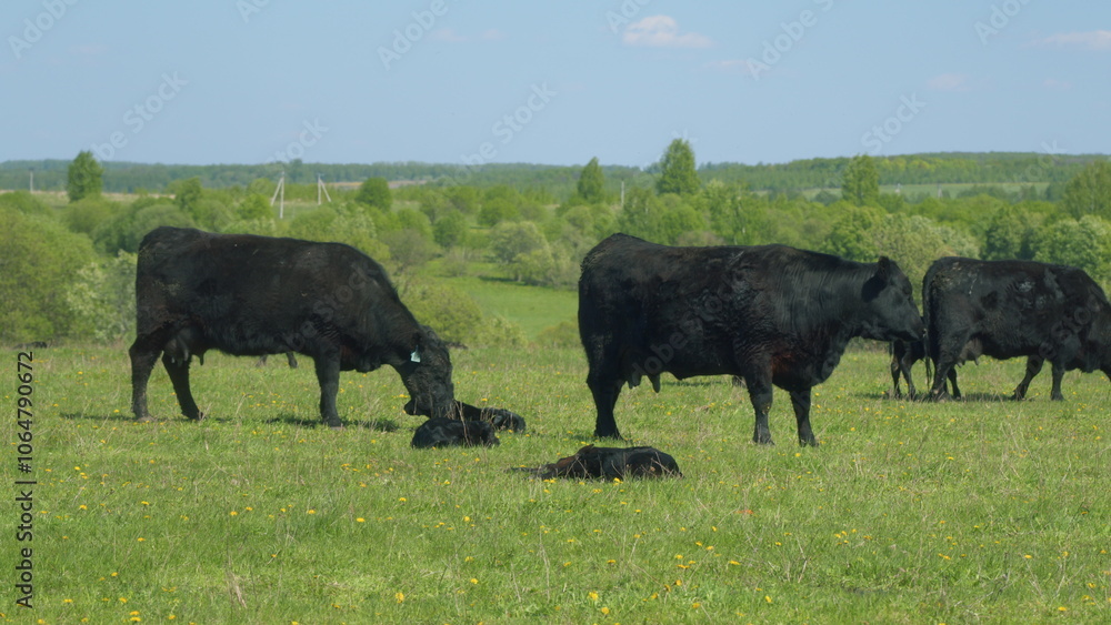 Fototapeta premium Cows On Summer Day Pasture. Black Angus Grazing On Pasture. Field Of Cows Grazing At Day. Farming Business.