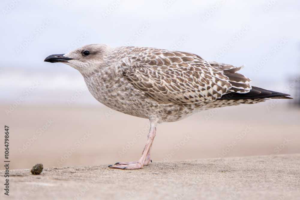 Obraz premium The Seagull Is A Large Bird Often Seen At The Seaside Trying To Steal Food Etc From People