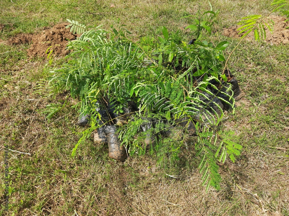 Preparations for planting a plant. A hole has been dug in the ground, and a plant is about to be planted in it. Preparations for planting a plant. A hole has been dug in the ground, and a plant is about to be planted in it.