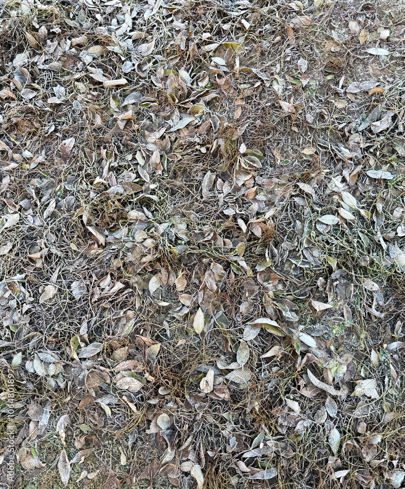 Icy grass and leaves on the ground Icy grass and leaves on the ground