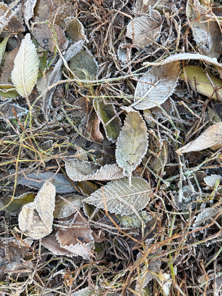 Сlose up Icy grass and leaves on the ground Сlose up Icy grass and leaves on the ground