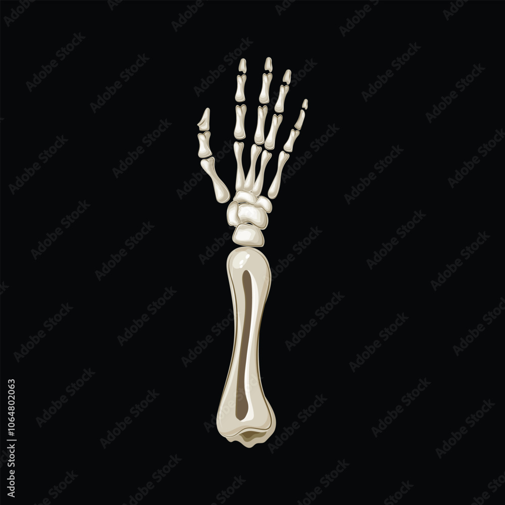 Isolated skeleton arm with open hand on black background, ideal for Halloween decorations and eerie designs Isolated skeleton arm with open hand on black background, ideal for Halloween decorations and eerie designs