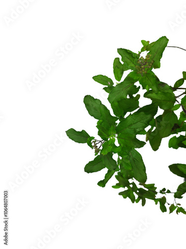 A bunch of fresh basil leaves isolated with clipping paths on white background for graphic design.