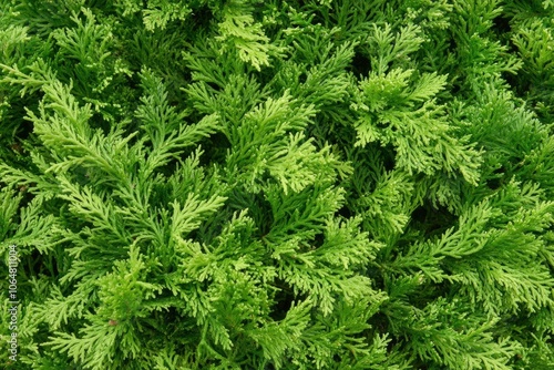 Closeup of Beautiful green christmas leaves of Thuja trees on green background. Thuja twig, Thuja occidentalis is an evergreen coniferous tree. Platycladus orientalis, with generative ai photo